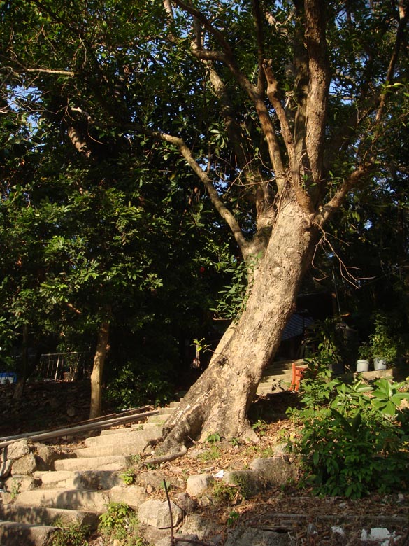 cheung chau farm tree