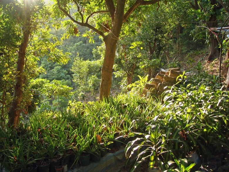 cheung chau farm